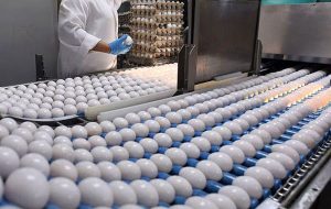 تولید بیش از ۴۶۰۰ تن تخم‌مرغ در تربت‌حیدریه